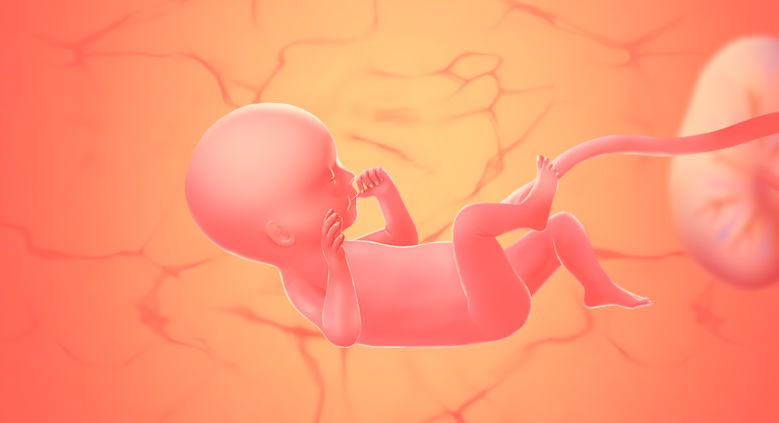 gravid uge 25