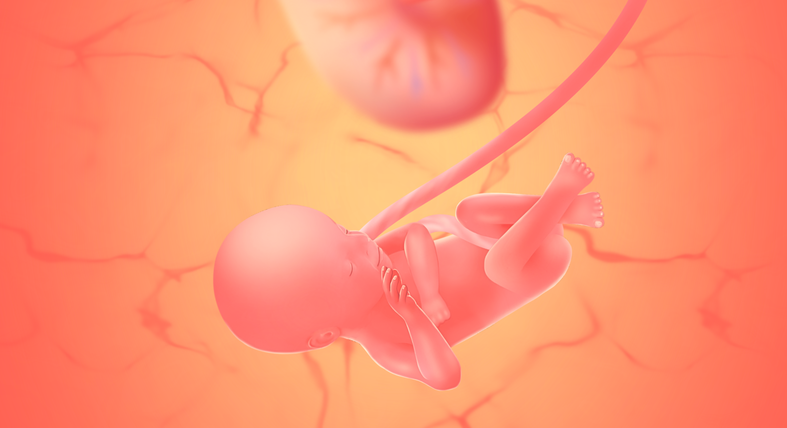 gravid uge 26