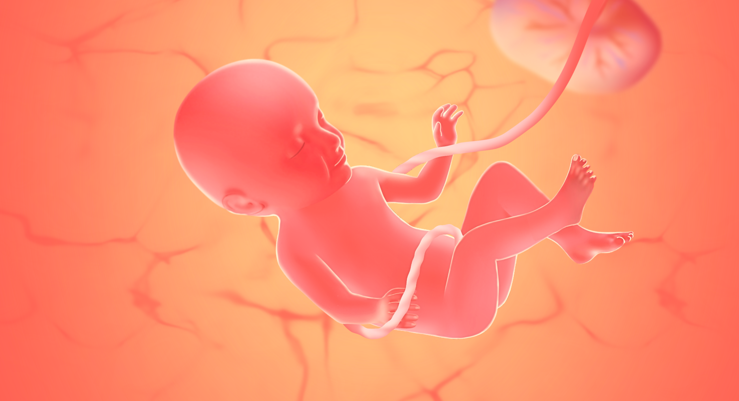 gravid uge 33