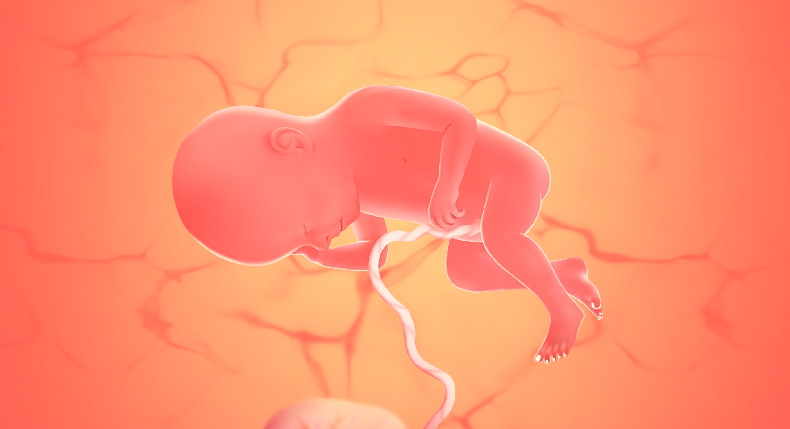 gravid uge 37