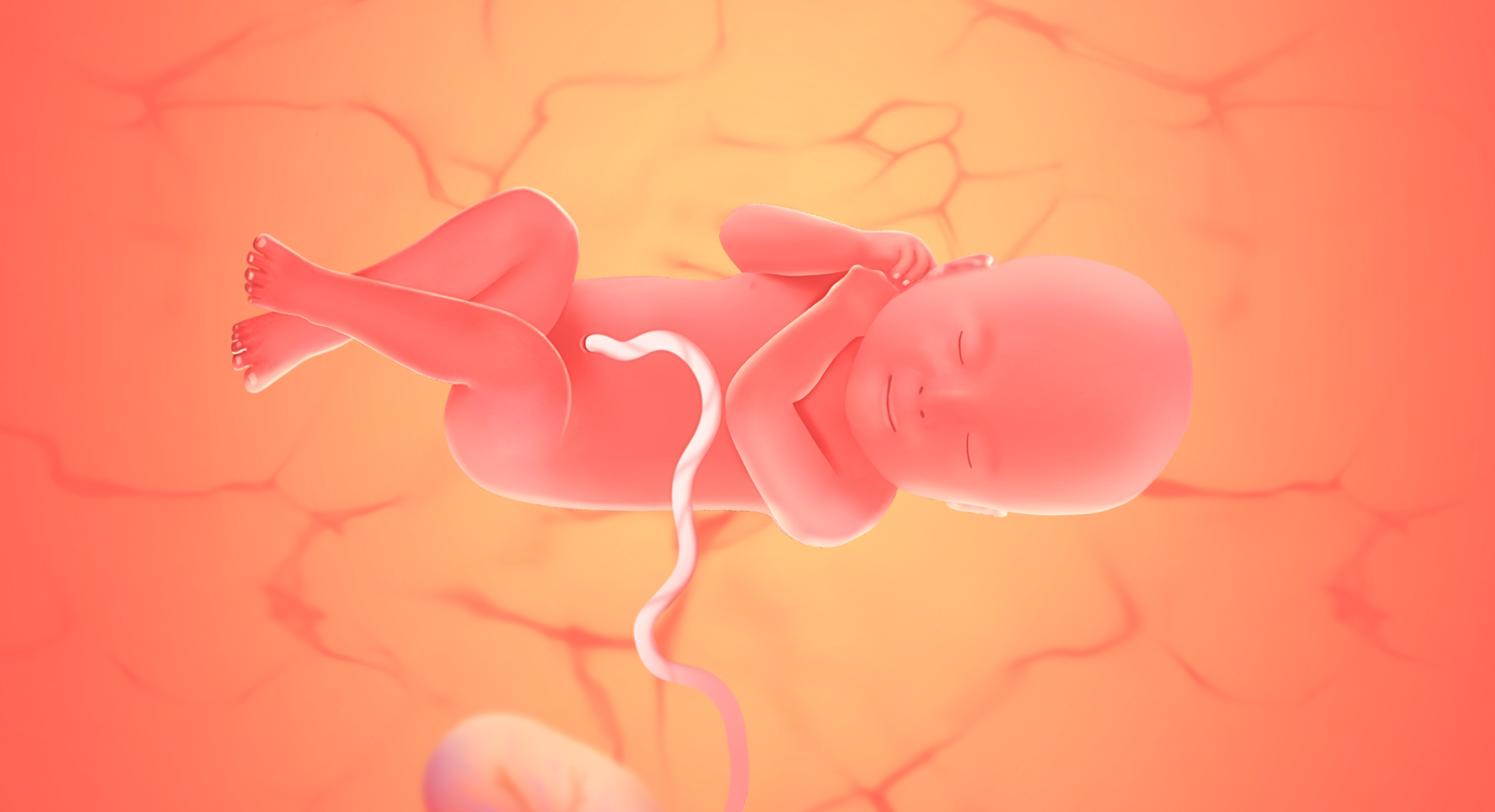 gravid uge 41