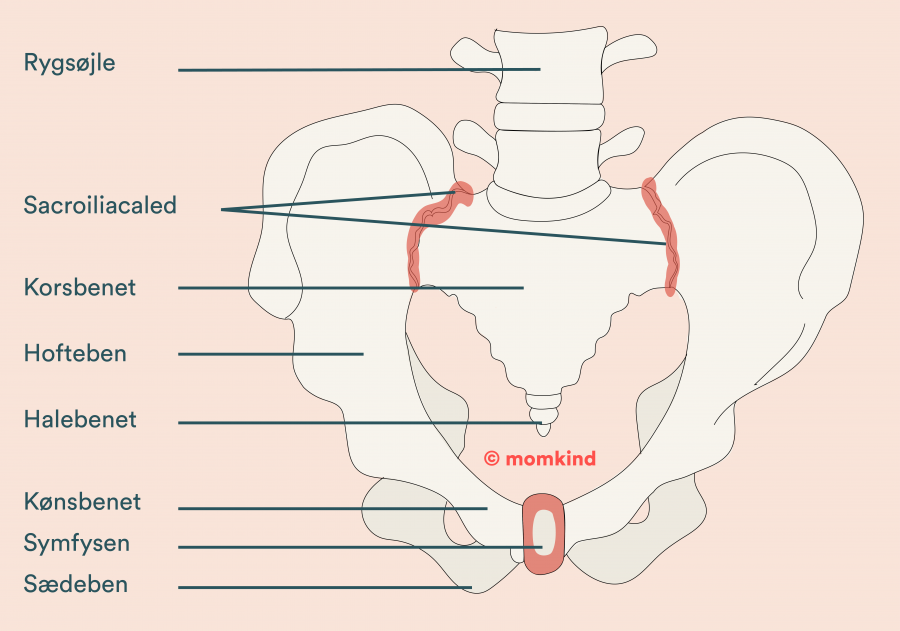 illustration af bækkensmerter