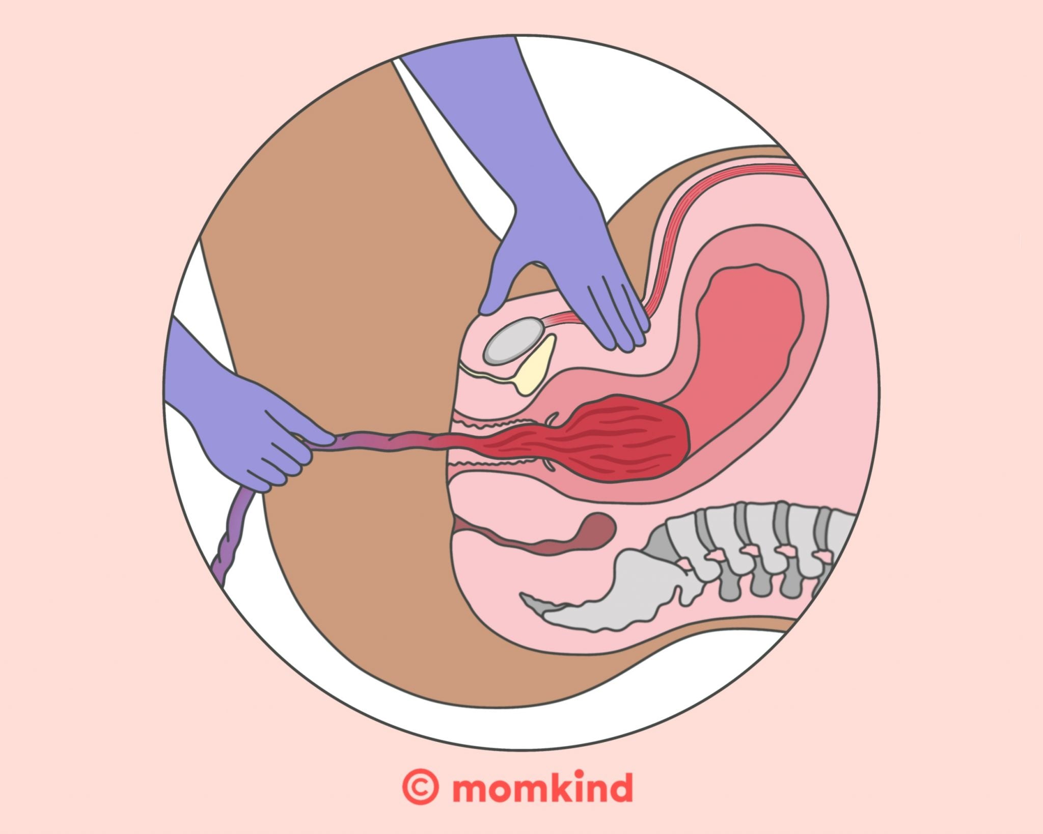 placenta fødes illustration 